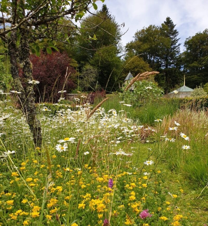 A picture showing a meadow of wild flowers - Foraging and the microbiome