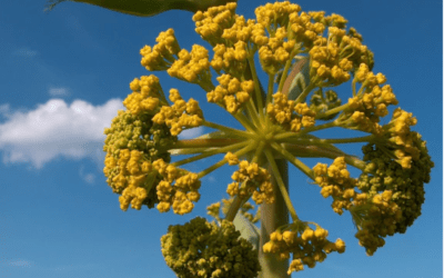 Asafoetida and IBS