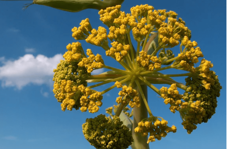 Asafoetida and IBS. Showing plant growing