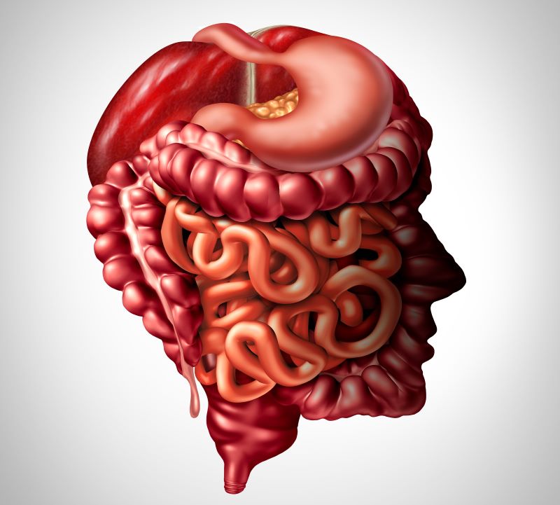 Pic showing the Gut as a brain